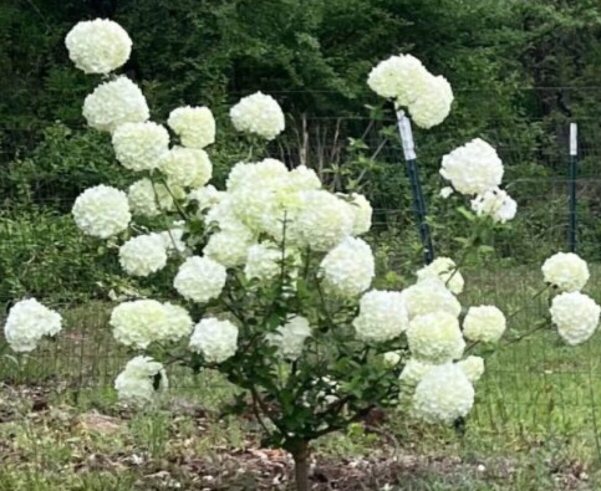 walkingingloryandgrace.com